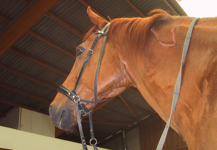 Hier die deutsche Ausführung des von Dr. Robert Cook entwickelten ,Bitless Bridle